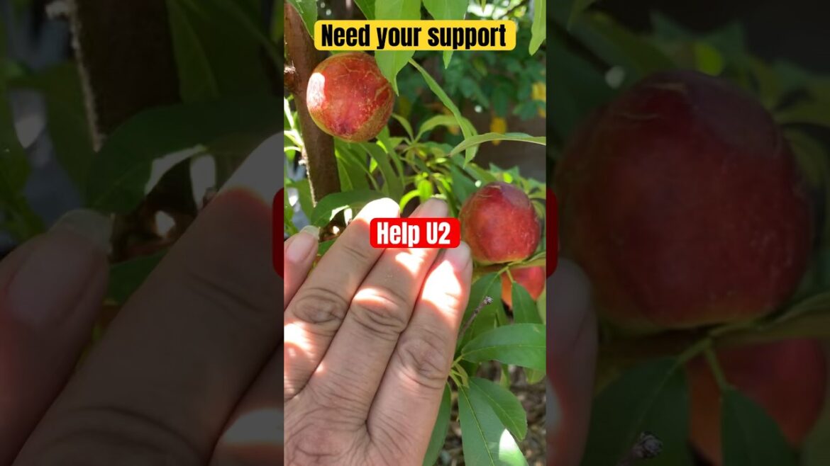 Big Apple #apple #ediblegarden #fruittrees #gardencompost #gardening #growyourownfood