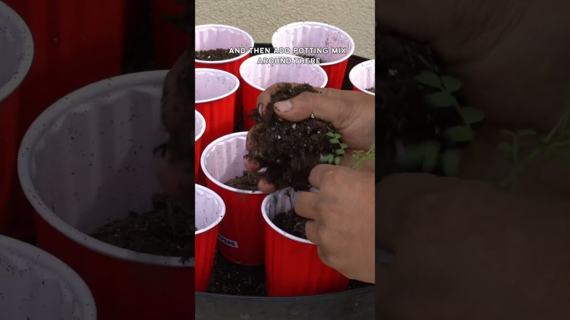 Growing Chickpeas: Home Garden Tips for a Nutritious Harvest!