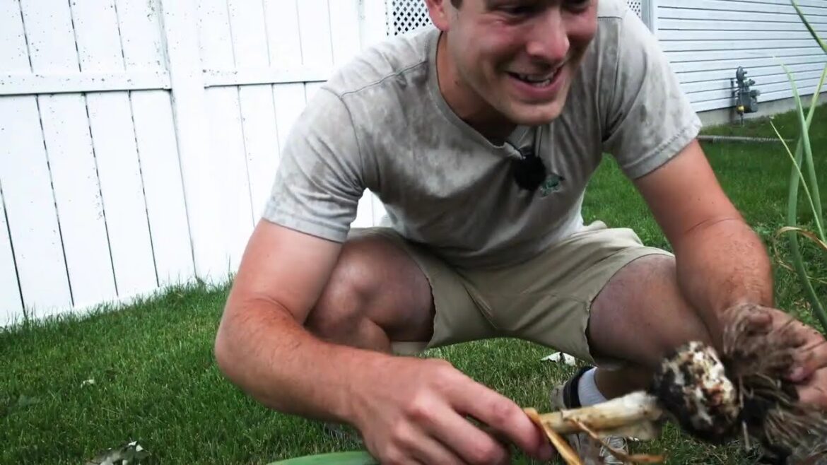 This Was a RECORD Garlic Harvest!