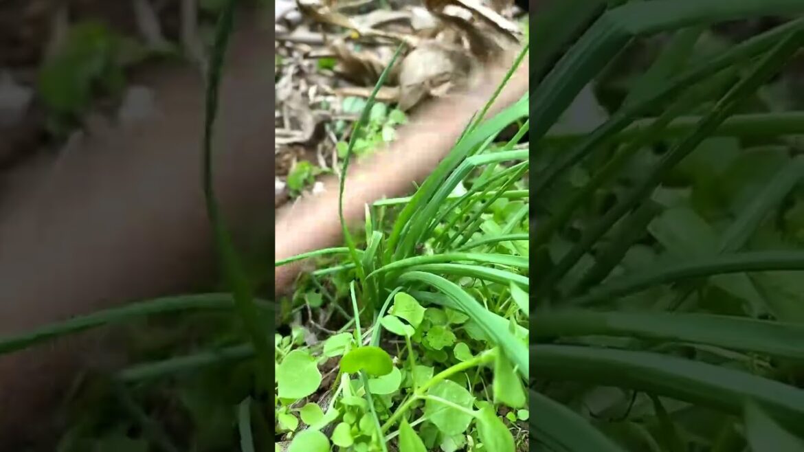 3243 🌴🥜🥥🍁🍏 #TranquilScenes #landscape #FarmLife #landscape #animals