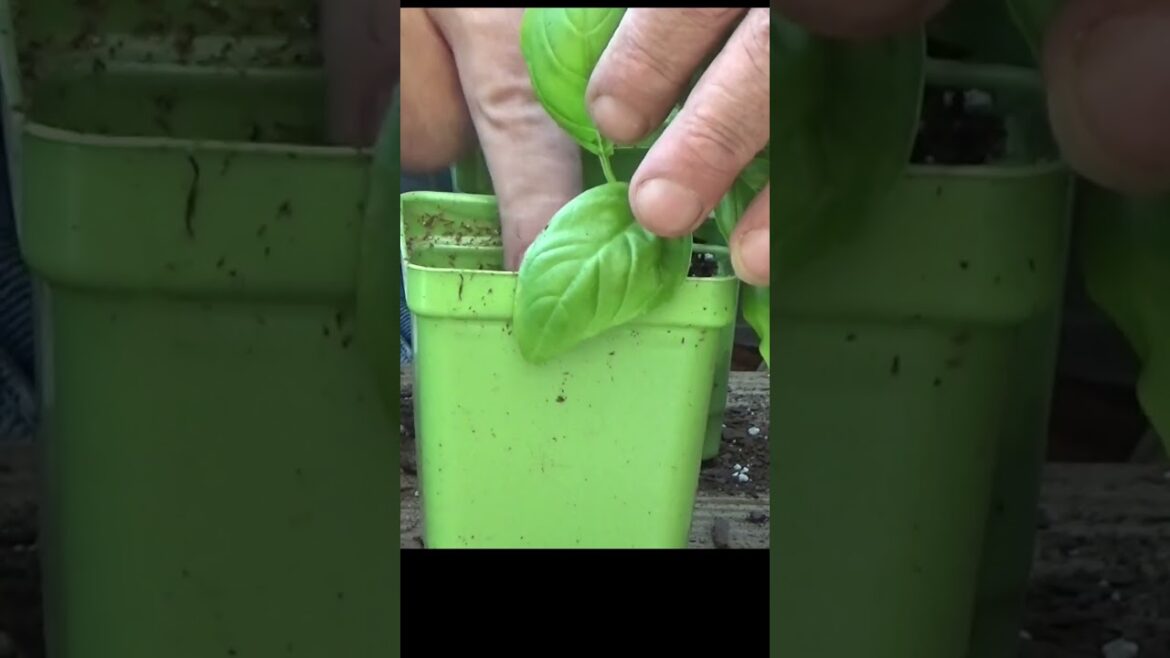 Re-growing basil is easy #garden #gardening