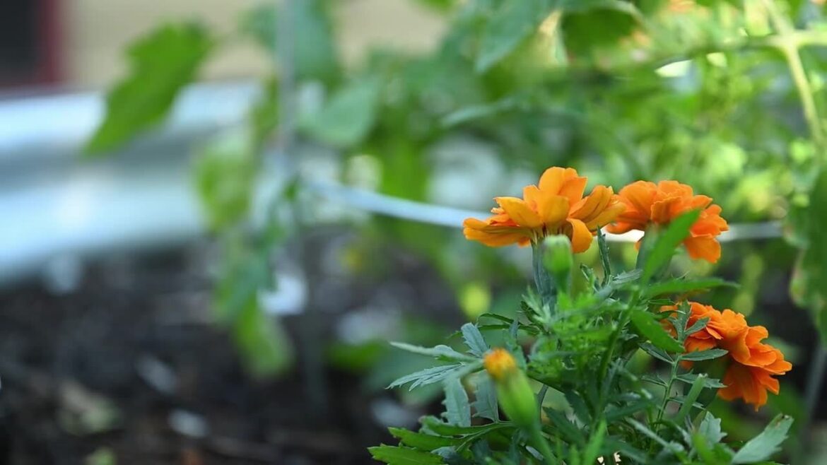 Late planting season gardening tips for Montana Late planting season gardening tips for Montana