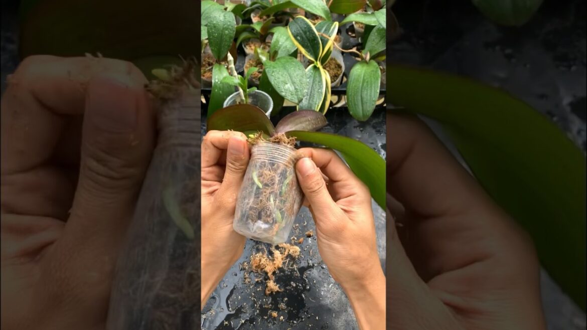 Grow orchids easily #garden #tips