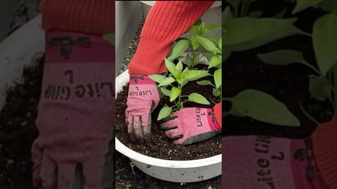 Container Garden at Small Space😍#shorts #youtubeshorts #shortsvideo #containergarden #smallyoutuber