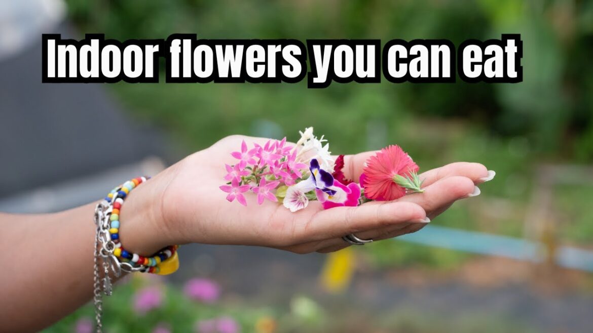 😲Eat Your Flowers: Indoor Edible Gardening 😲Eat Your Flowers: Indoor Edible Gardening