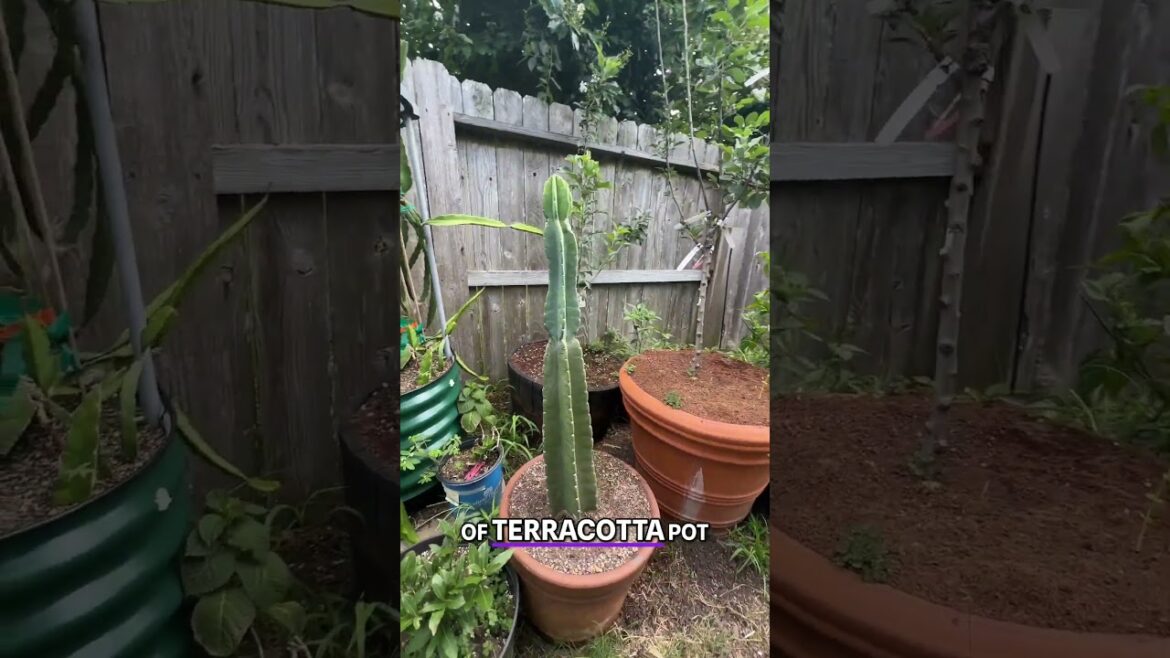 Edible Cacti You Can Grow In Containers