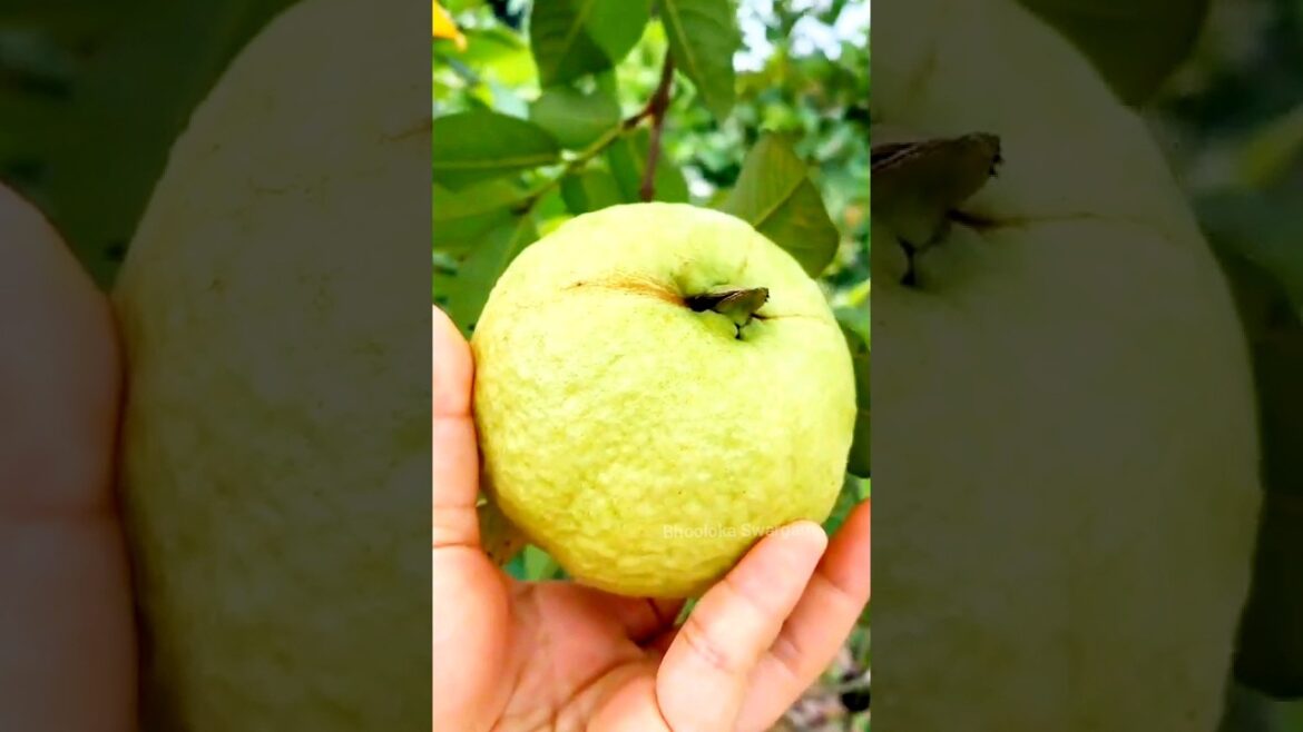 guva fruit in terrace garden#youtubeshorts Beautiful #shorts #garden #rurallife
