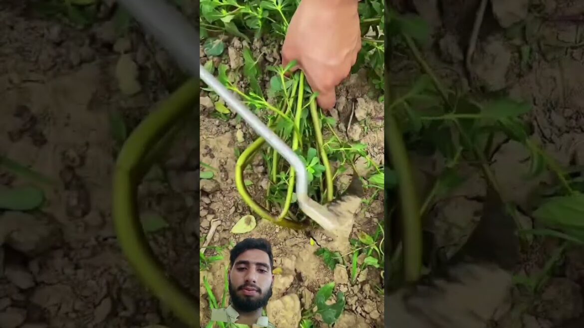 You See This Edible Plant A Lot In The Garden#gardening#garden#satisfying #shorts #trending #viral