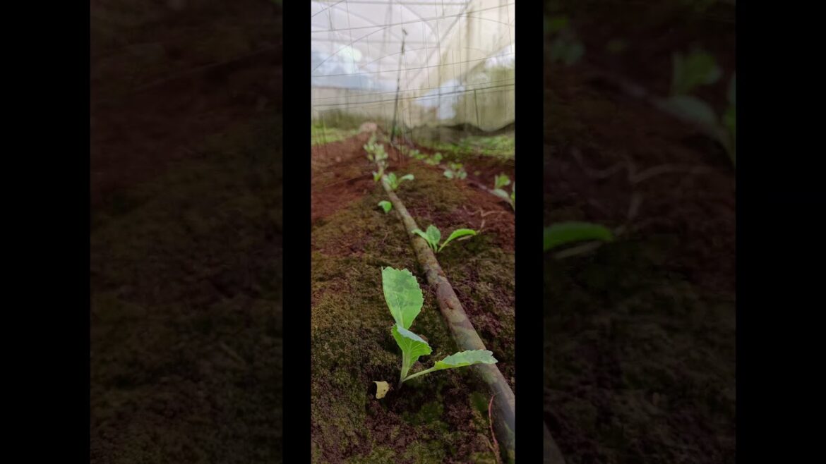 It's been a few busy days at the farm.  #gardening #garden #vegetablegardening