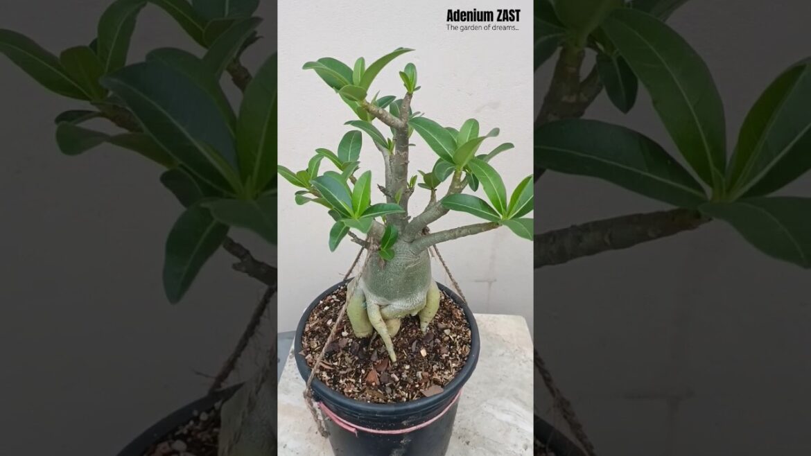 Adenium Arabicum🪴🌿#adenium #plants #bonsai #adeniumgarden #gardening #adeniumlover #shorts #trending