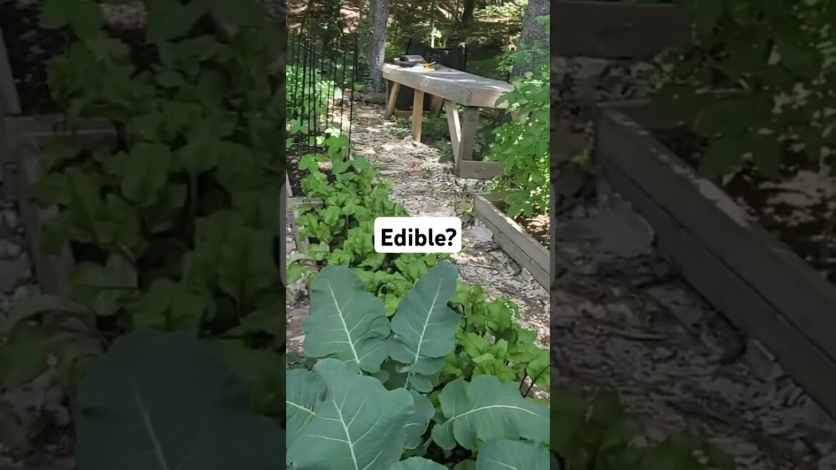 How much is edible? #edibleplants #plants #gardening #gardenhacks #garden #shorts #zone6b #viral