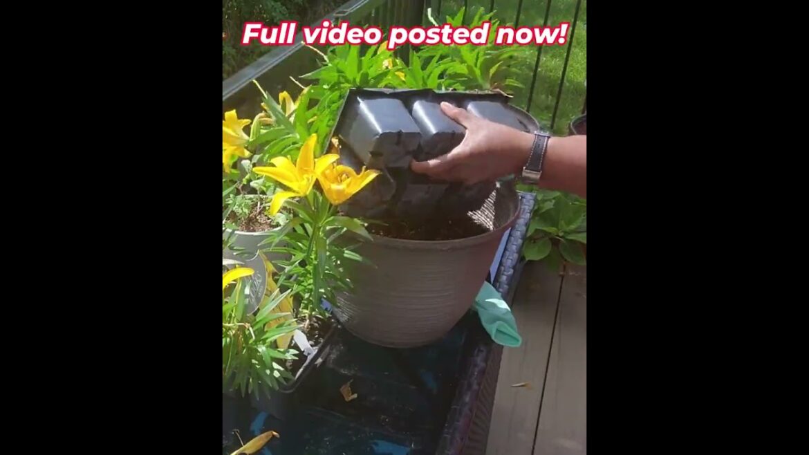Garden with Me | Container Gardening | Outdoor Living Garden with Me | Container Gardening | Outdoor Living