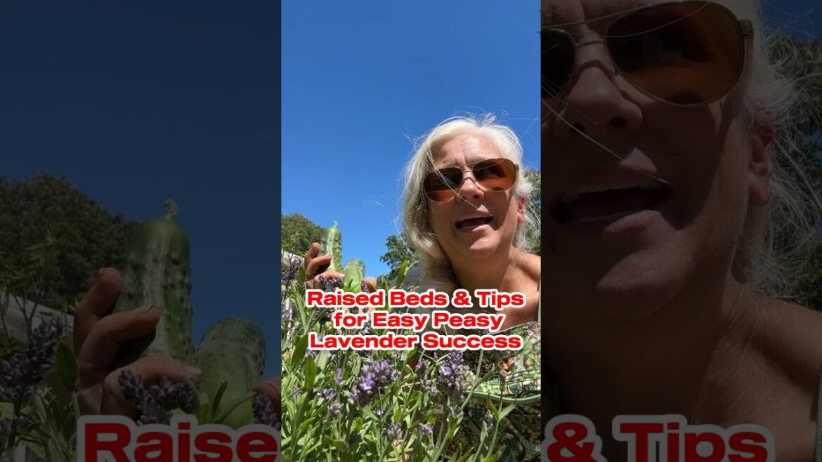 Raised Beds, Tips & Lavender Success #lavender #growinglavender #gardentips Raised Beds, Tips & Lavender Success #lavender #growinglavender #gardentips