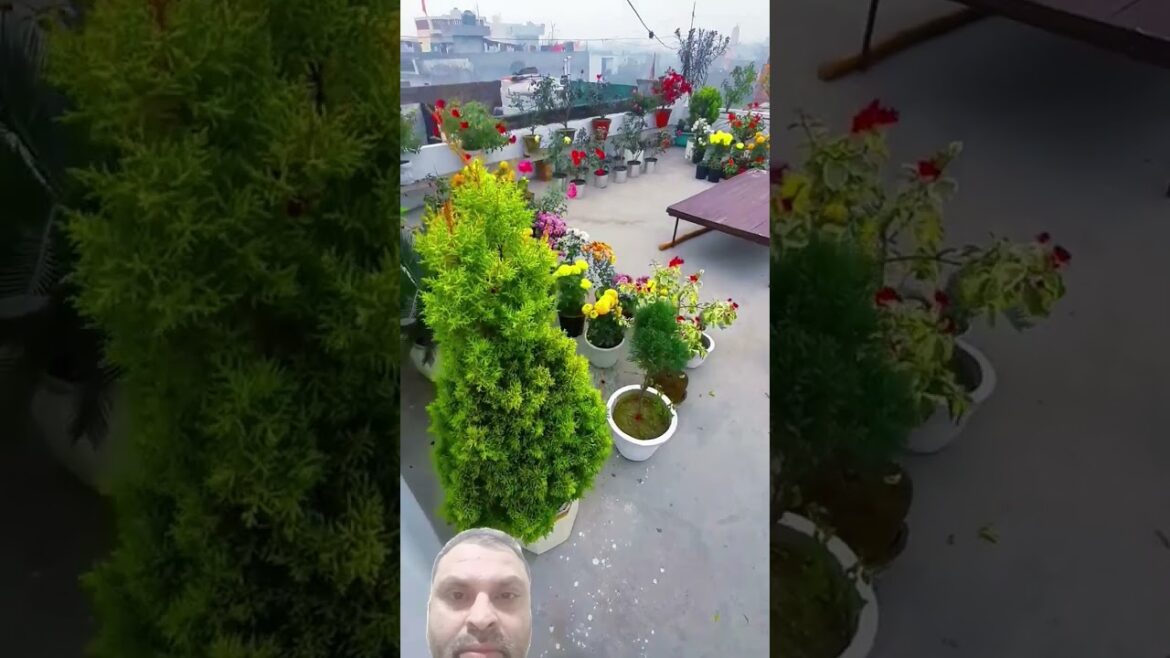 garden#flowers #rooftopgarden #gardeningtips #gardenscapes #gardener #gardendesign #gardentour