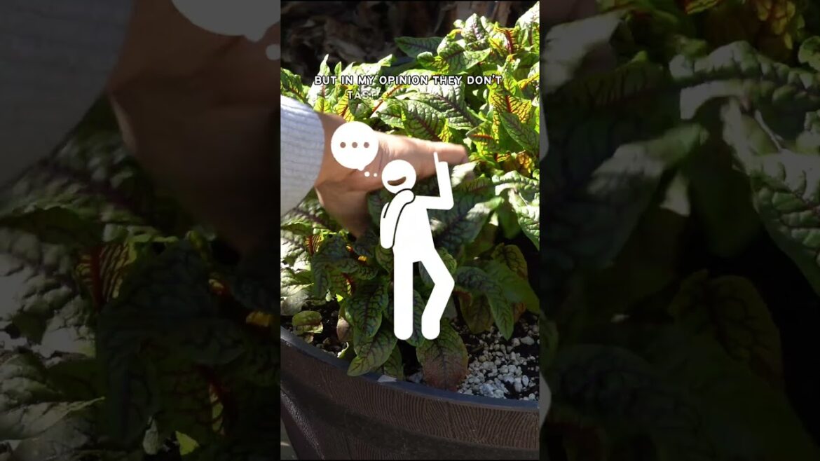 Growing Red-Veined Sorrel & Delicious Recipe: From Garden to Table!