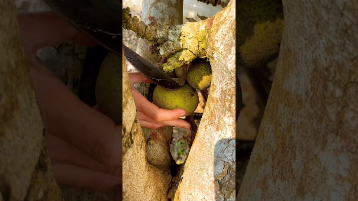 Picking fruits 🍊🍏🍑🥭🍐🍇in the garden #fruit #garden #short#p119