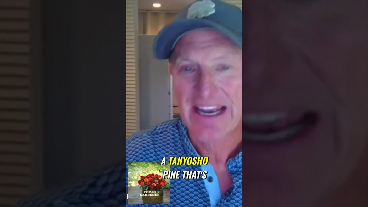 How to Care for Topiary Plants How to Care for Topiary Plants