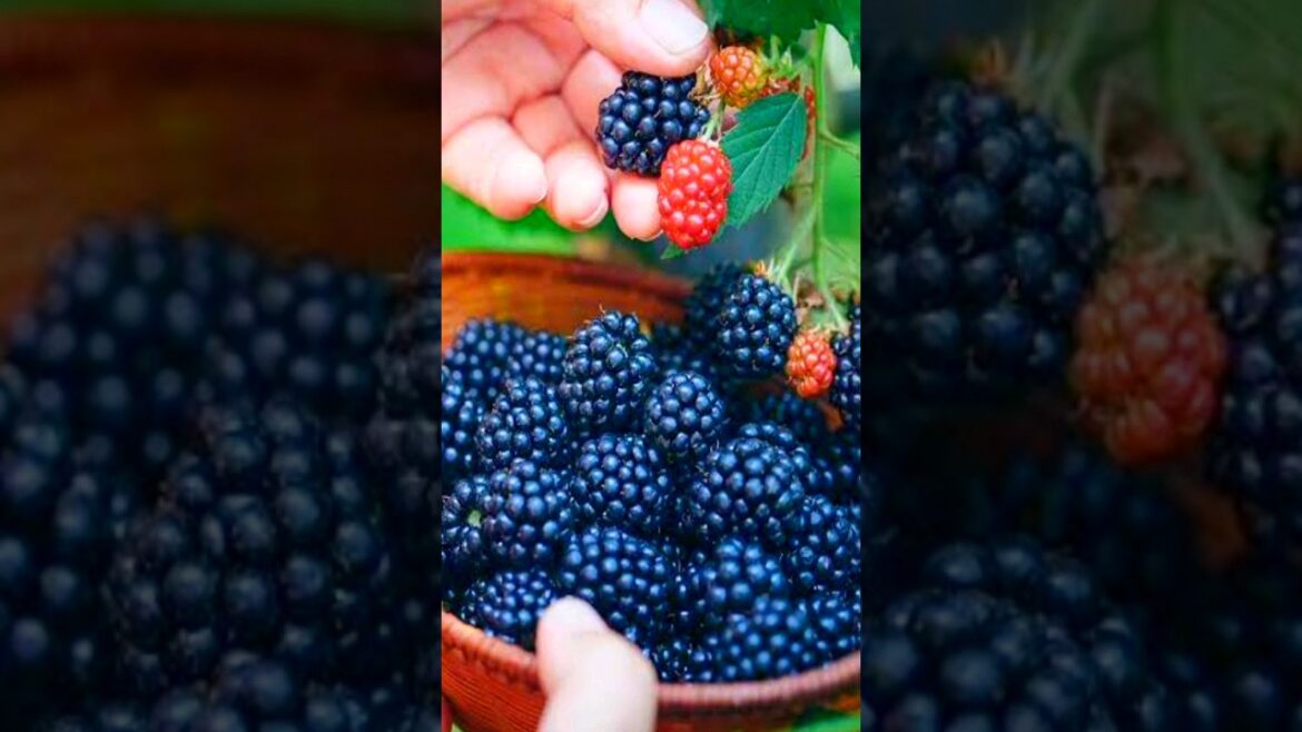 Blackberry harvest in terrace garden  #harvesting #agriculture #gardening #shortvideo #shorts