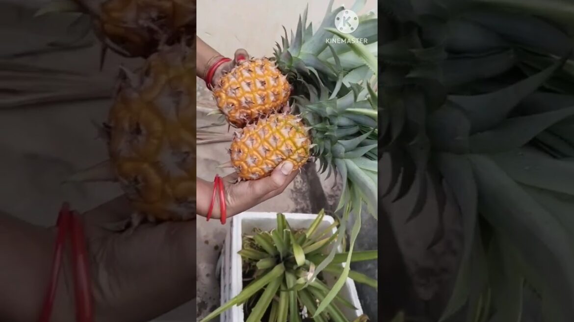 pineapple garden in terish #gardening #gardentour #garden #laxmimanasvlog