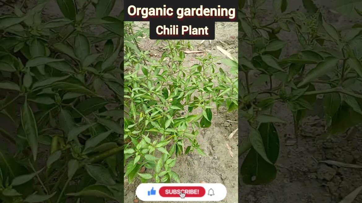 Harvest to vegetables 🌿| how to harvest | how to grow | #harvesting #harvest #shorts Harvest to vegetables 🌿| how to harvest | how to grow | #harvesting #harvest #shorts