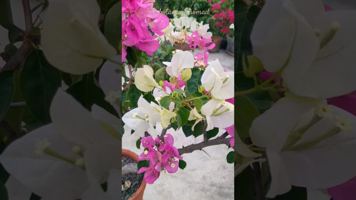 #song #music #love #newsong #flowers #rooftopgarden #nature #bougainvillea #rabindrasangeet #song #music #love #newsong #flowers #rooftopgarden #nature #bougainvillea #rabindrasangeet