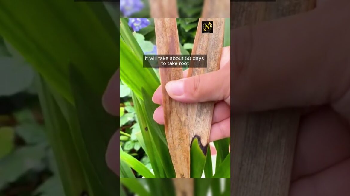 Orchid Propagate Plants Tips.#viral #garden #youtubeshorts #shorts #short #gardenig #usa