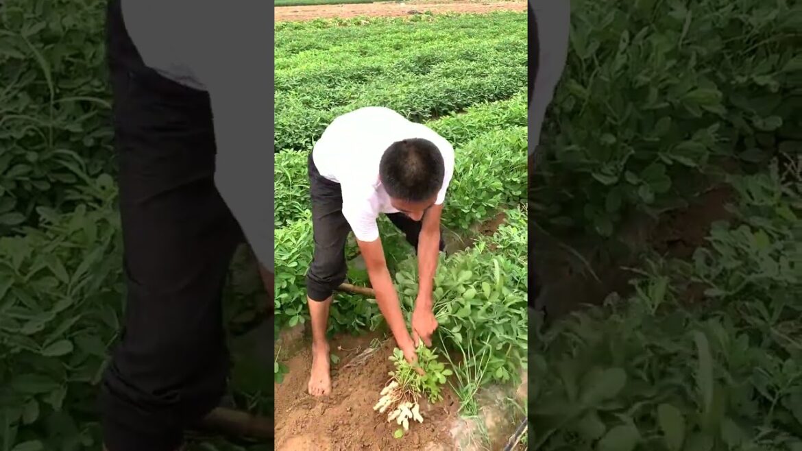 6628 🌶🍅🍓🍊🍄 #instafood #homemade #tractor #agriculture #gardening