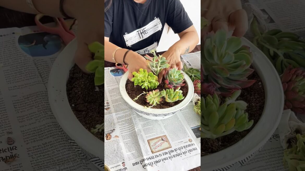 Part-5 Budget terrace garden makeover,Succulents in only 39Rs #shorts #garden #makeover #succulent