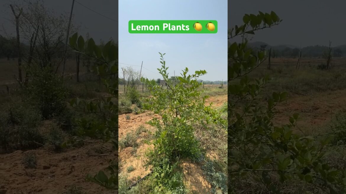 LEMON PLANTS || LEMON VARIETIES || #shorts #viral #youtubeshorts #ytshorts