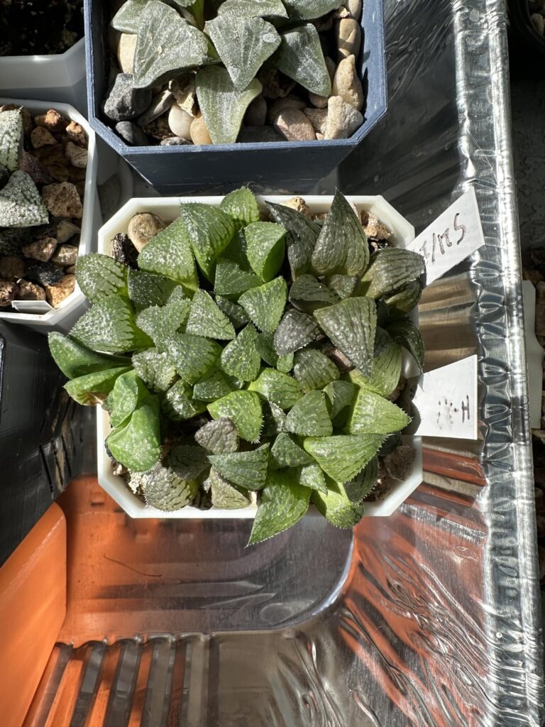 I think I need to do some repotting