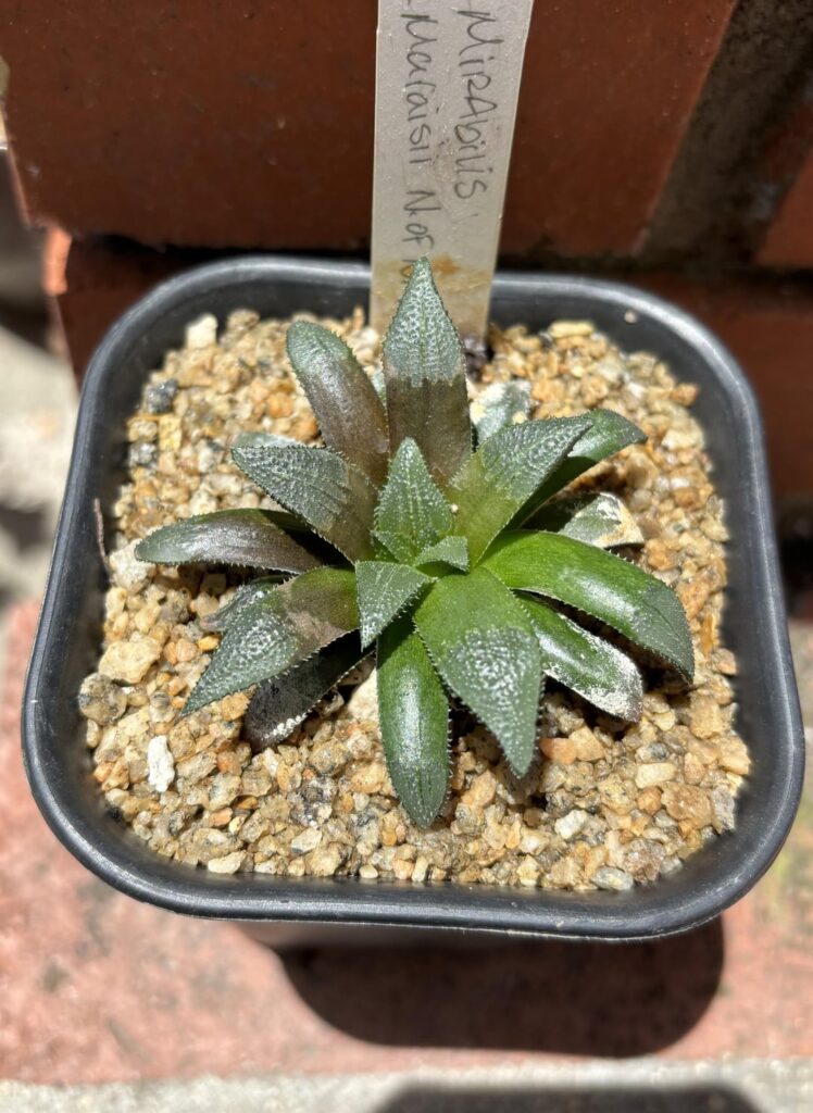 Some weekend repots