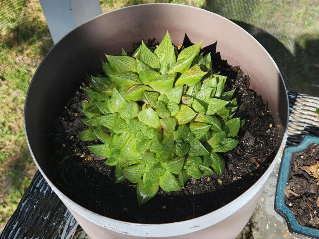 My huge H. 'Fat Albert' cluster