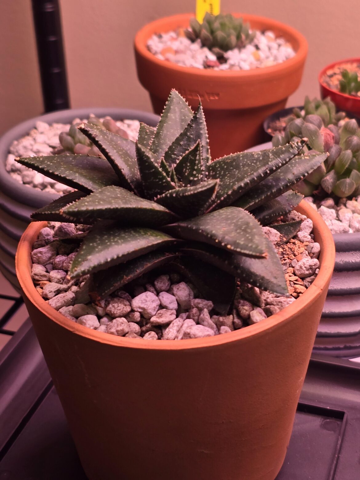 Haworthia "Hippo"