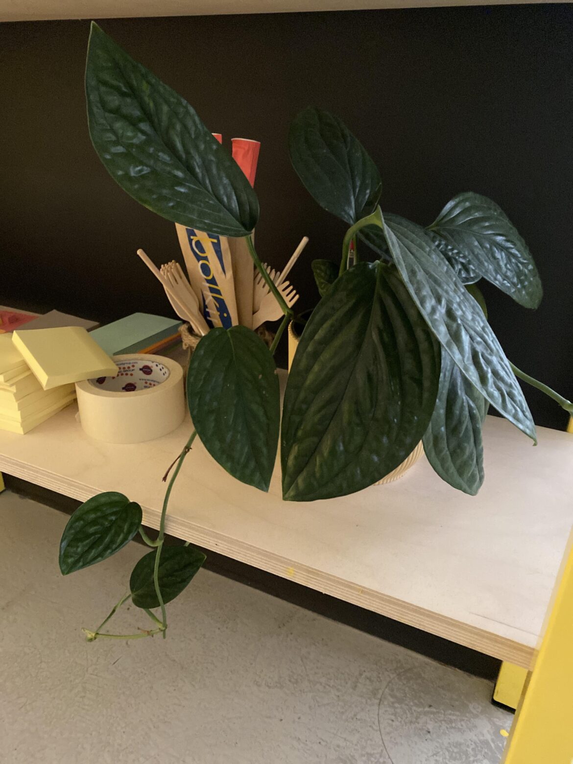 Help to chop & prop this beauty