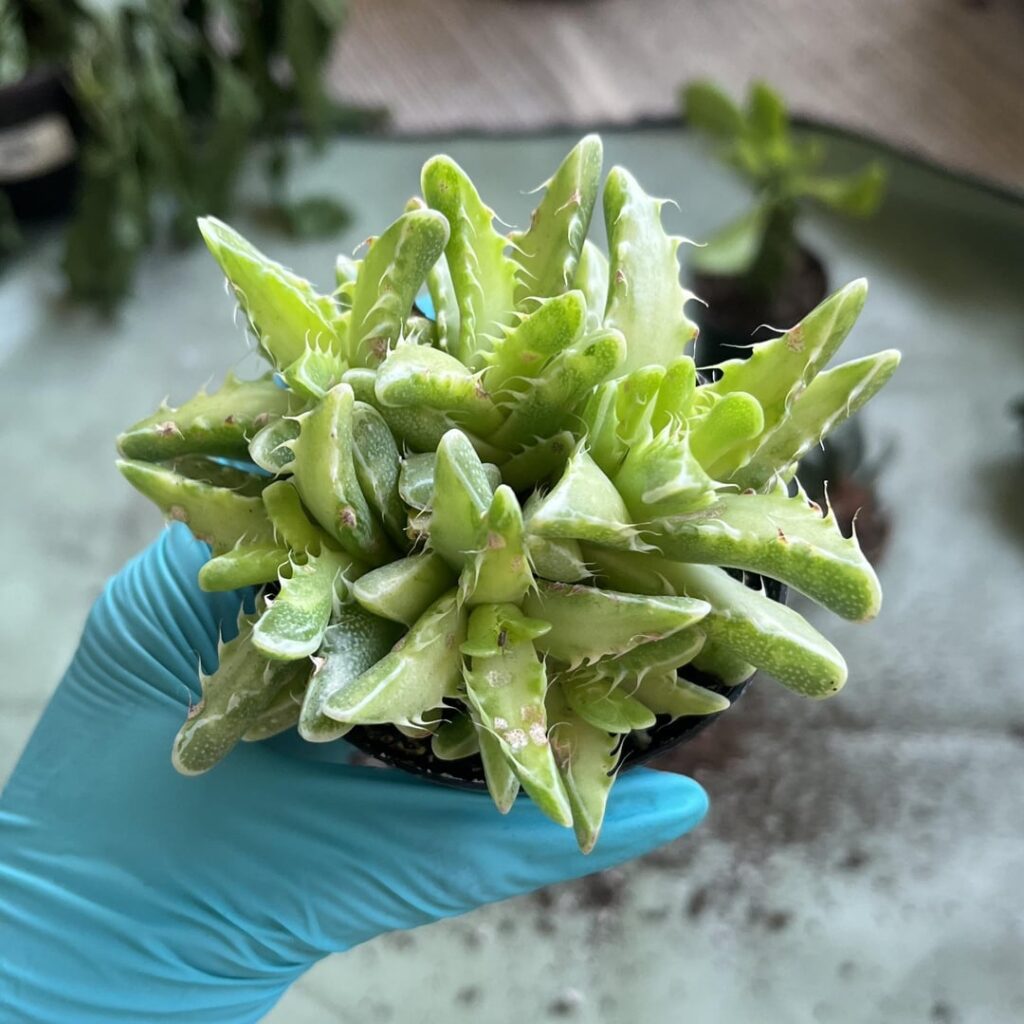 where do you buy mesembs in the US?