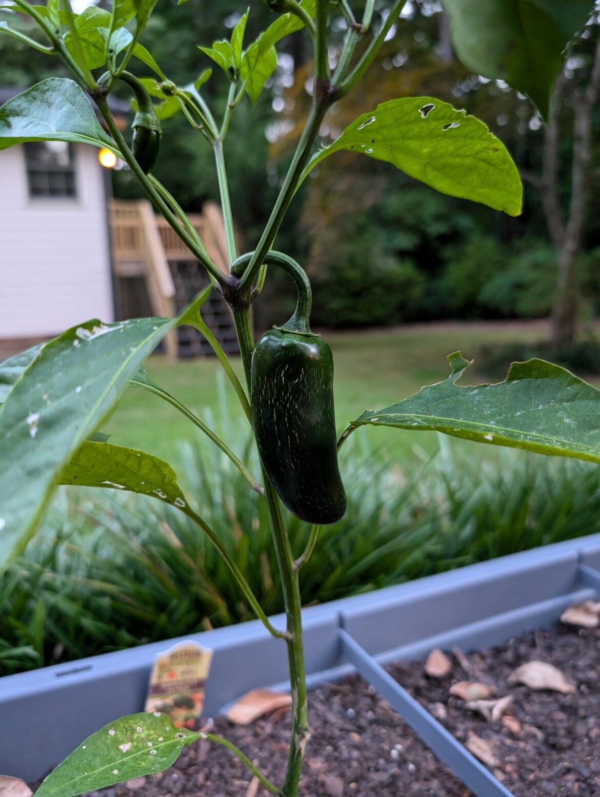 This was labeled as a "Sriracha" pepper