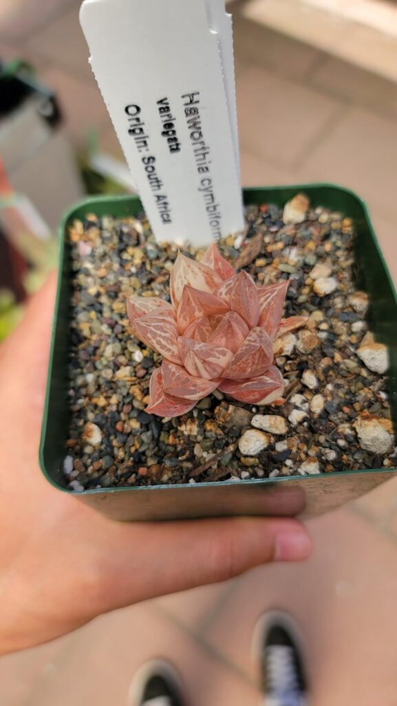 Color change? Color change?