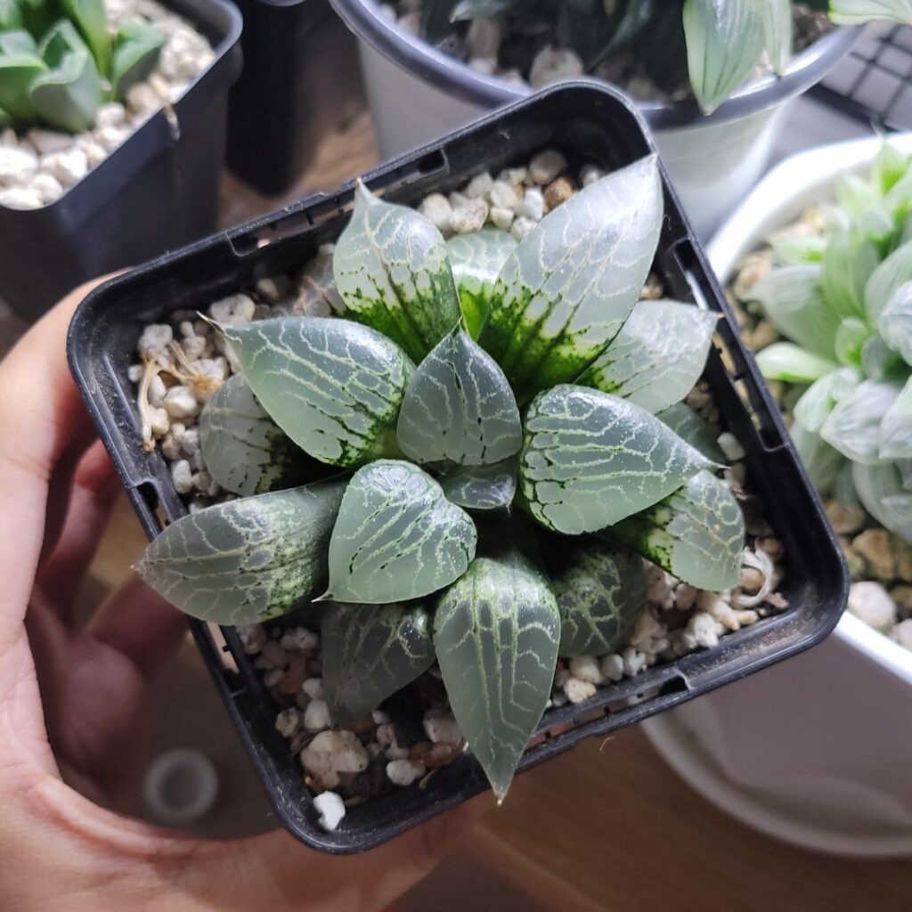 1 Year Progress