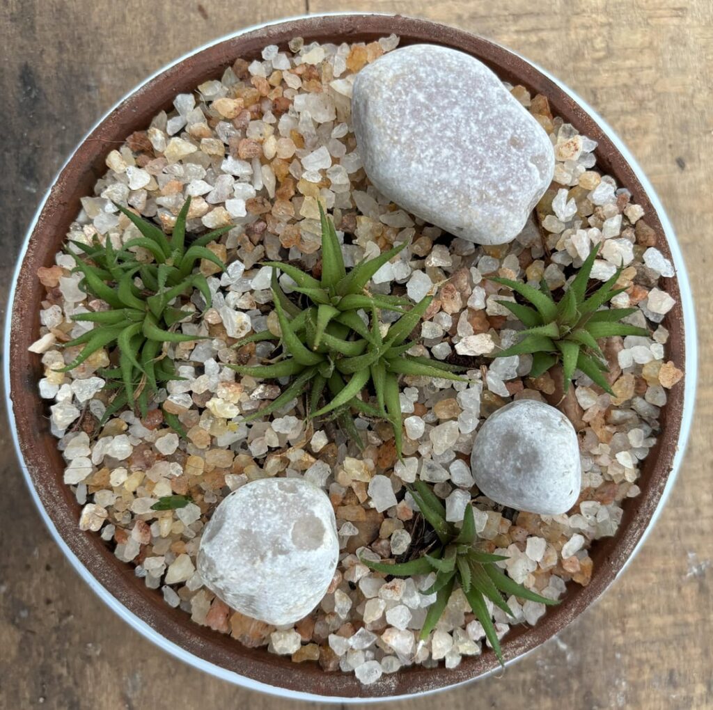 Haworthia chloracantha var. denticulifera