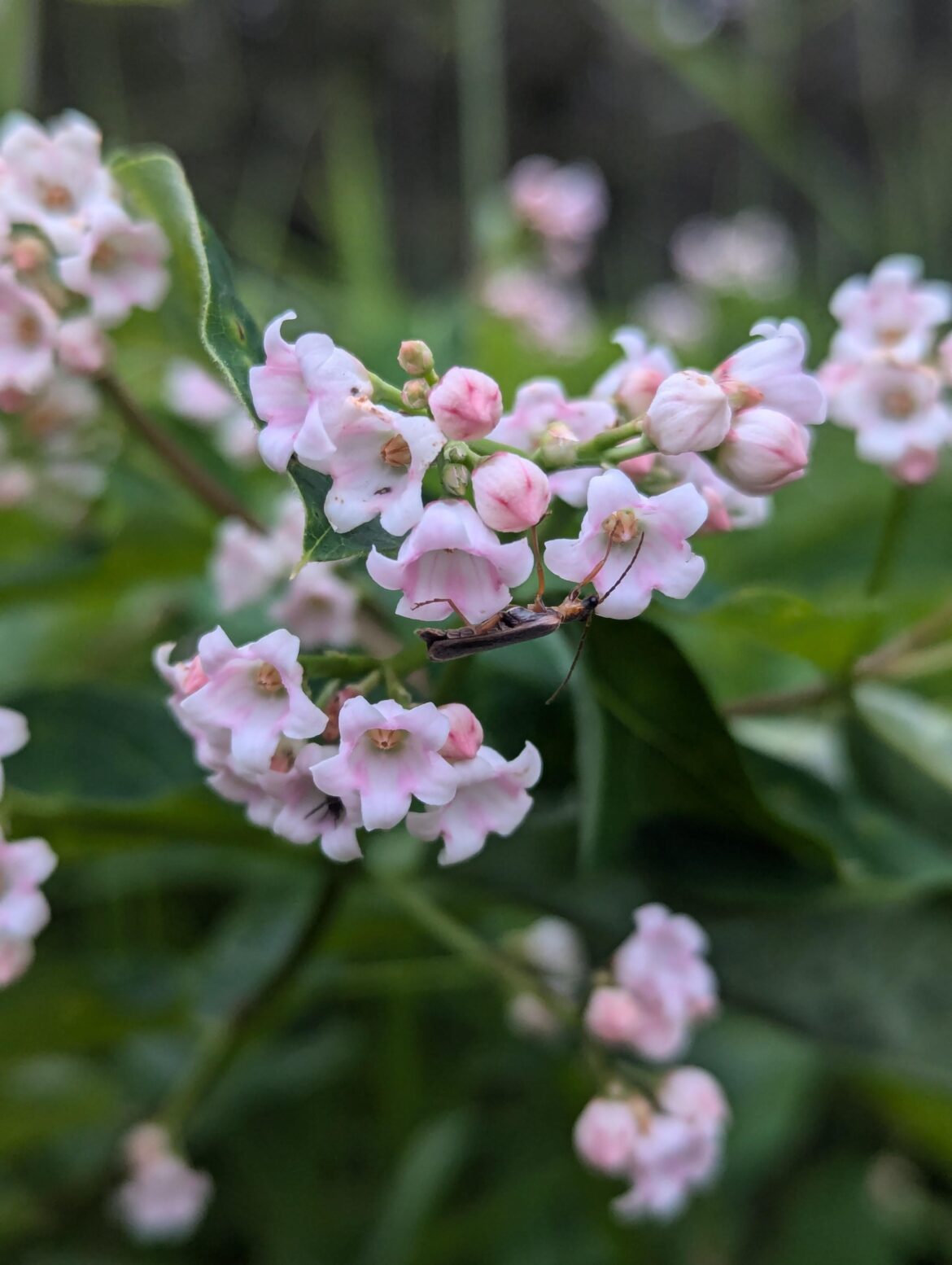 Ontario native plants dogbane (apocynum)