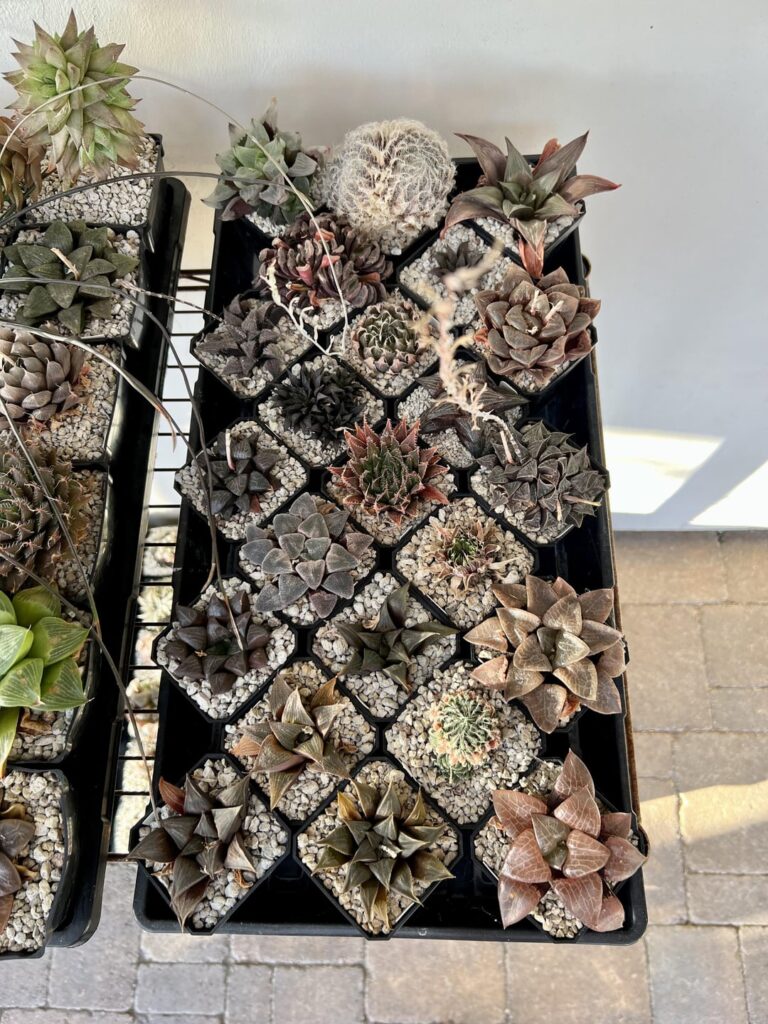 Here’s my collection, all crispy from the summer heat. Set 1