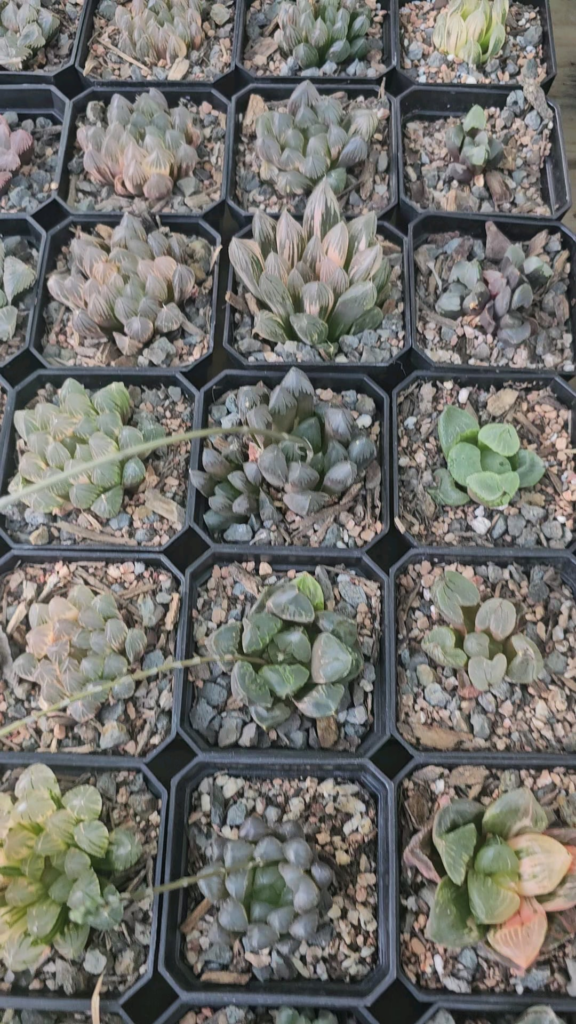 All my Haws in my Greenhouse