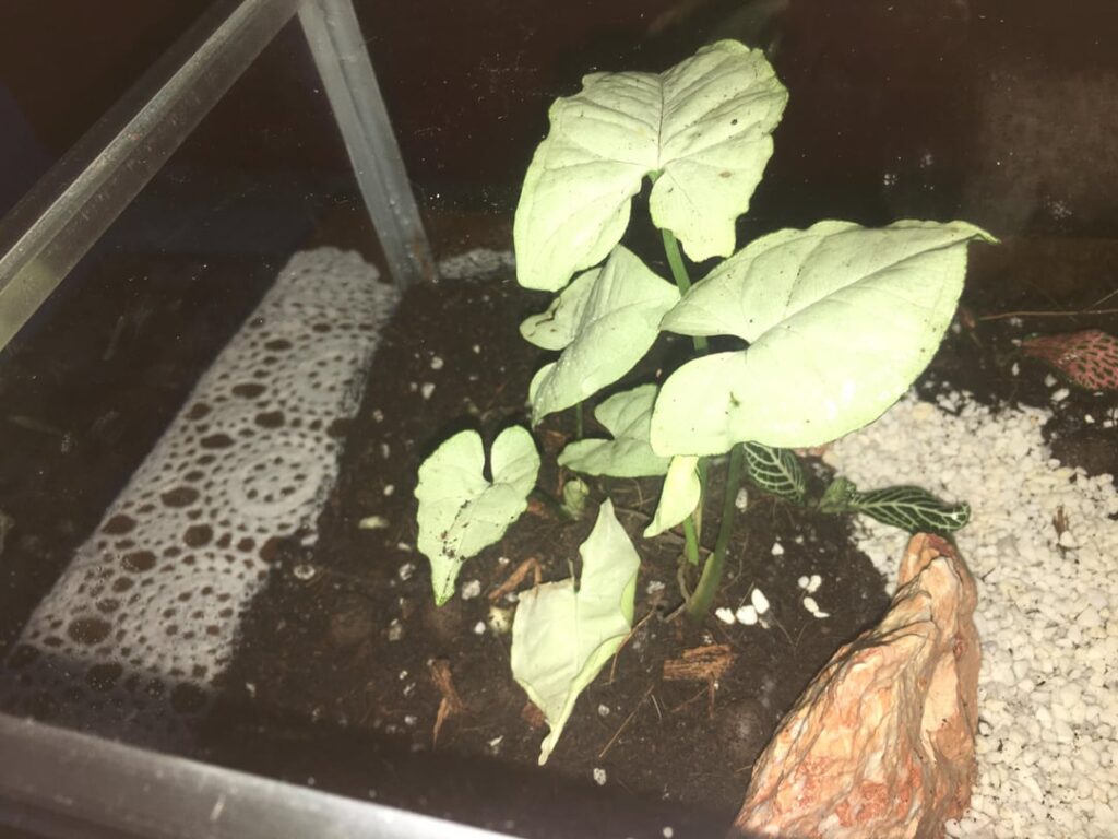 terrarium :)