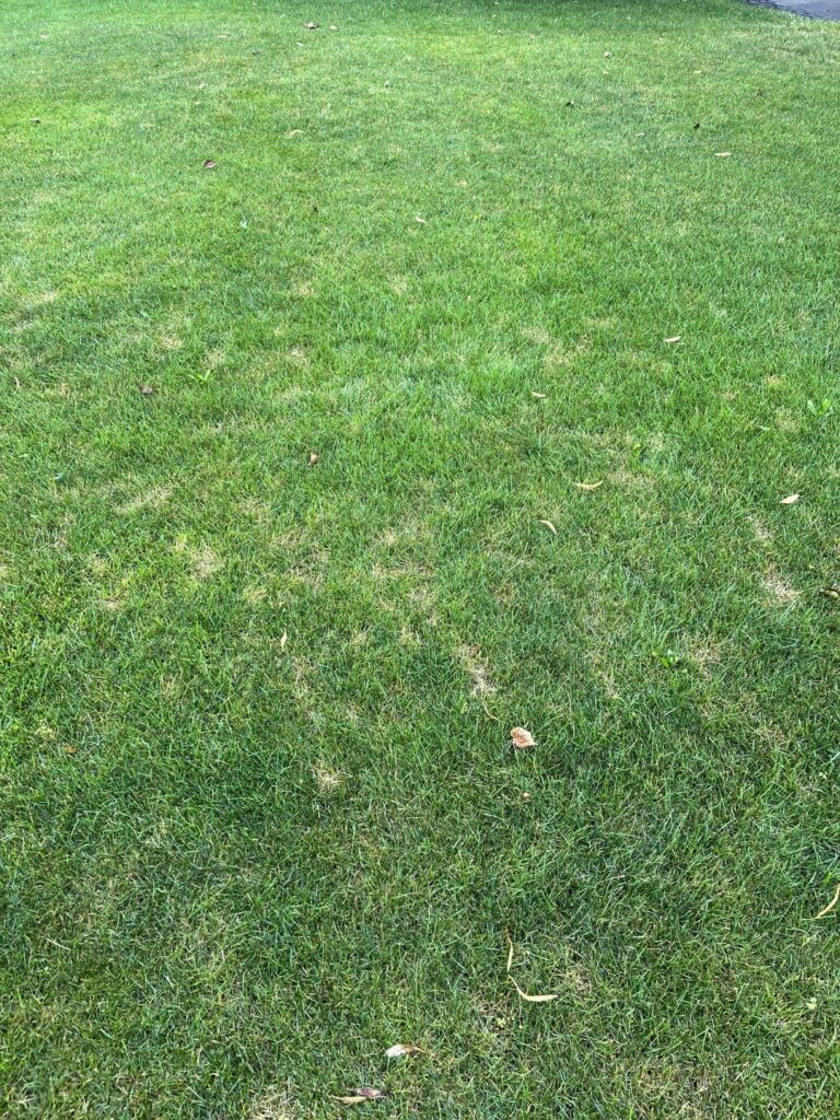 Disease? Pee spots? Stress? Disease? Pee spots? Stress?