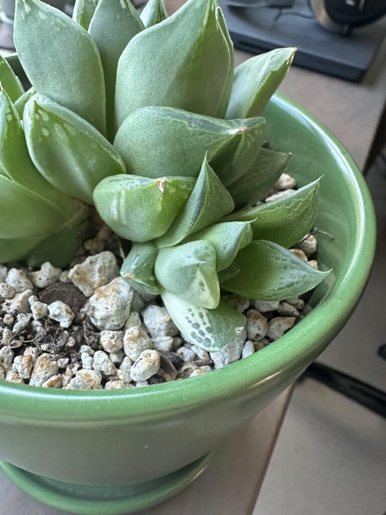 Spontaneous variegation on H. cuspidada?