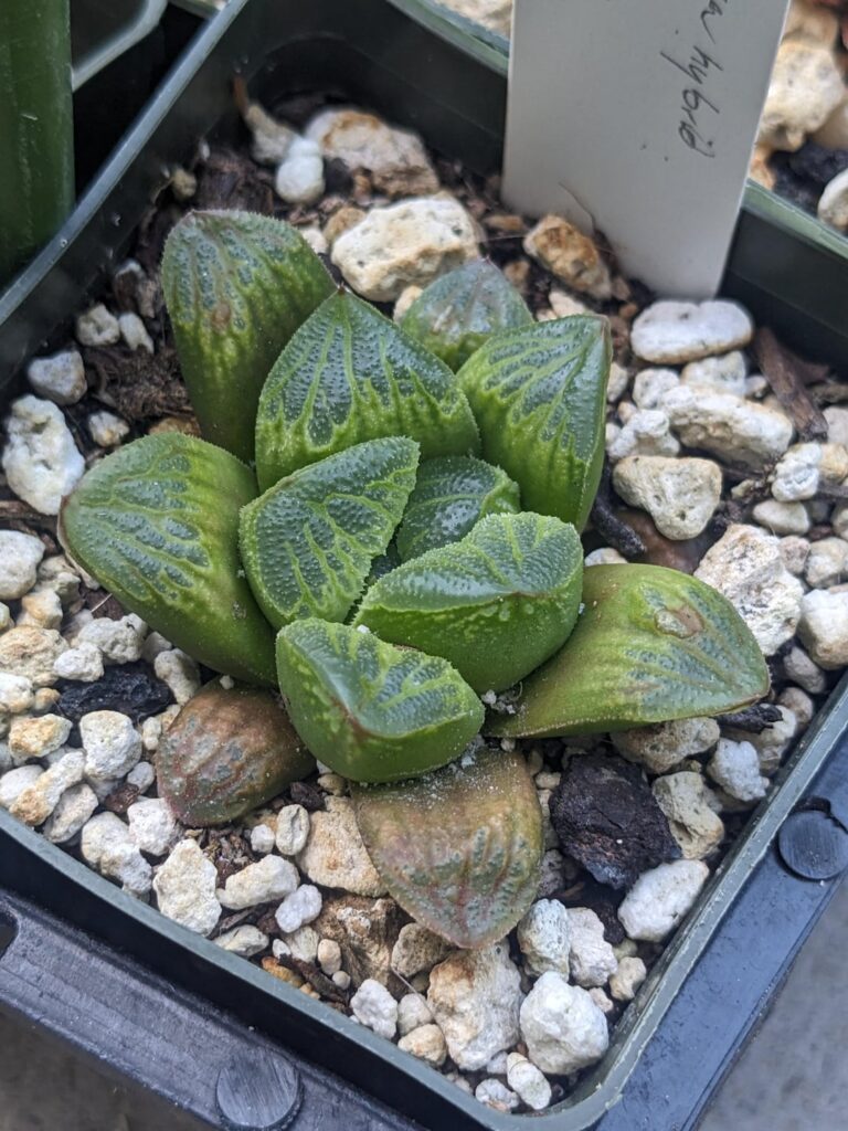 A few seedlings