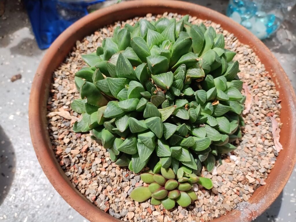 My three biggest clumps