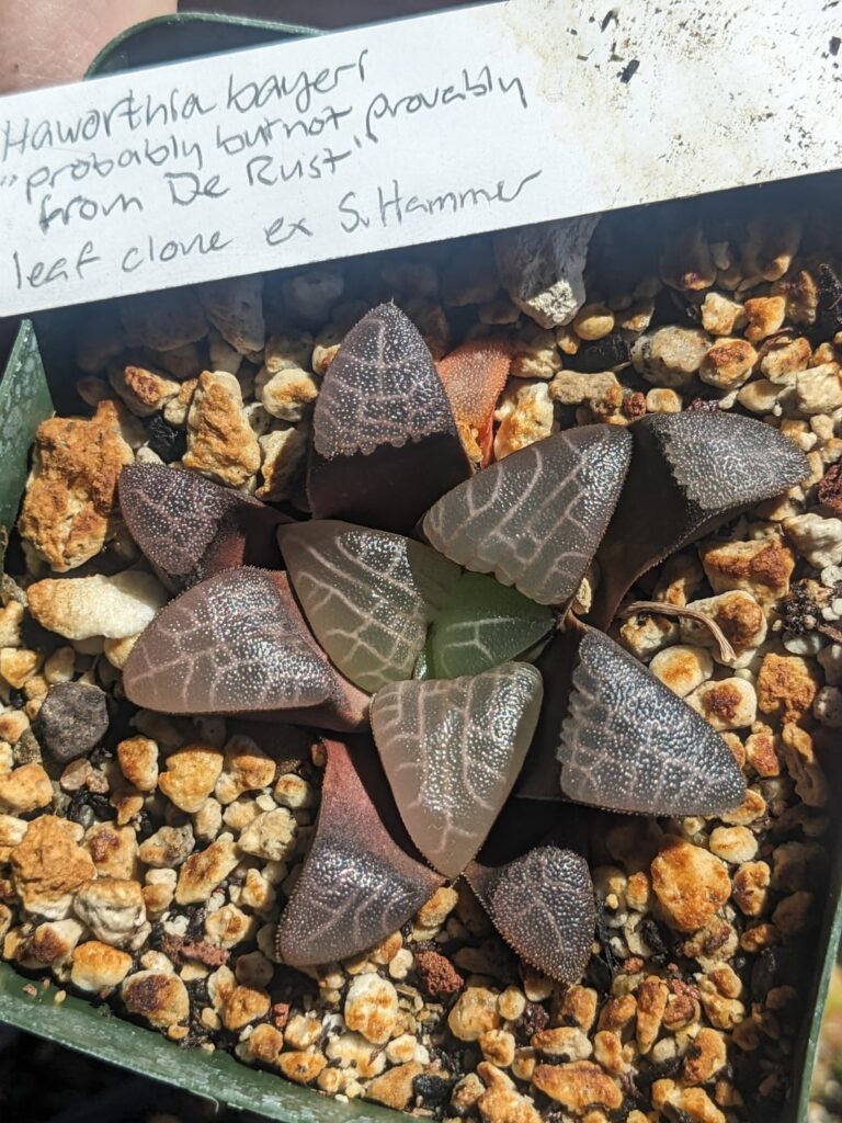 Some species plants for y'all today