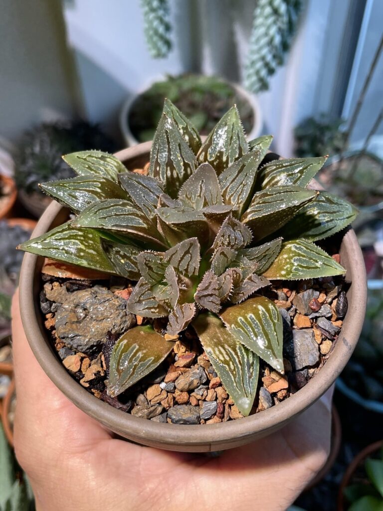 Got some seriously nice plants early this week, a speedy delivery from u/yzgncx again! These babies look gorgeous!