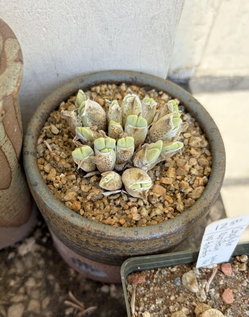 It’s still June and I have Conophytum breaking dormancy already